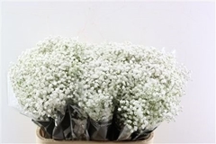 Gypsophila Paniculata Cosmic 80cm 25gr.