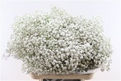 Gypsophila Paniculata Xlence 80cm 40gr.