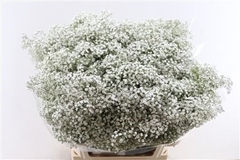 Gypsophila Paniculata Million Stars 80cm 40gr.