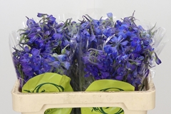 Delphinium Single Volkerfrieden 60cm