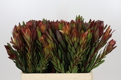 Leucadendron Safari Sunset 60cm
