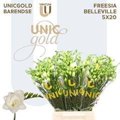 Freesia Double Belleville 50cm 20gr.