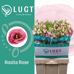 Eustoma Double Rosita Rose Pink 70cm