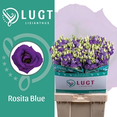 Eustoma Double Rosita Blue 70cm