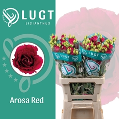 Eustoma Double Arosa Red 70cm