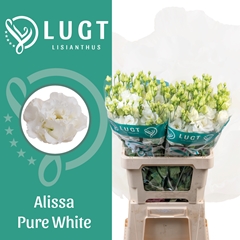 Eustoma Double Alissa Pure White 70cm