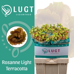 Eustoma Double Rosanne Light Terracotta 70cm