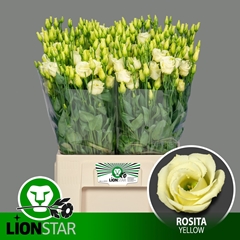 Eustoma Double Rosita Yellow 60cm