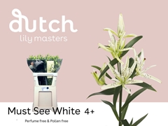 Lily Asiatic Must See 70cm 4+
