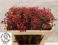 Rosa Red Pearl Hiphop 70cm