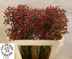 Rosa Red Pearl Hiphop 80cm