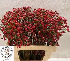 Rosa Red Pearl Hiphop 60cm
