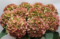 Hydrangea Verena Classic 80cm 18-20cm Hd