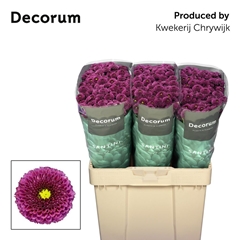 Chrysanth Santini Purpetta 55cm 40gr.