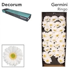 Gerbera Mini Green Center Ringo 45cm 7cm Hd