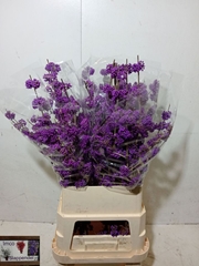Callicarpa Bodinieri Profusion 100cm