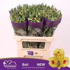 Alstroemeria Bali 75cm 75gr.