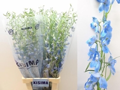 Delphinium Single Sky Waltz 90cm