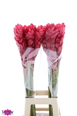 Alpinia Purpurata 90cm