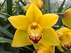 Cymbidium Mini Wishflor 60cm