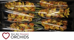 Cymbidium Esther 80cm