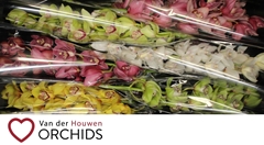 Cymbidium Mix 80cm