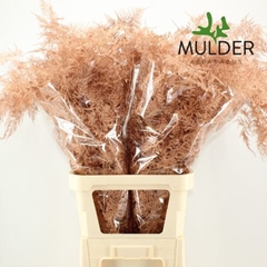 Asparagus Setaceus Painted Copper 85cm