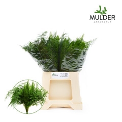 Asparagus Mix 40cm