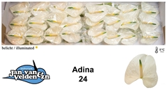 Anthurium Adina 11cm Hd