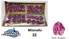 Anthurium Milanello 11cm Hd