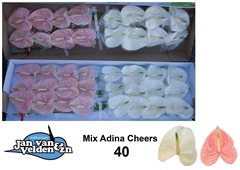 Anthurium Mix 2 Colours 11cm Hd