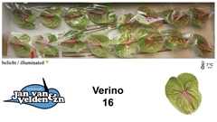 Anthurium Verino 11cm Hd