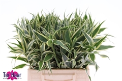 Dracaena Sanderiana 42cm