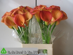 Zantedeschia Dutch Glory 65cm