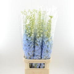 Delphinium Double Dewi Boy 100cm