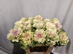Brassica White Lady 60cm