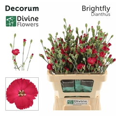Dianthus Spray Single Solandis Brightfly 60cm