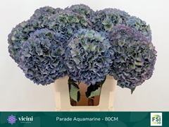 Hydrangea Royal Parade Classic 80cm 20-22cm Hd