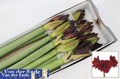 Hippeastrum Royal Velvet 80cm