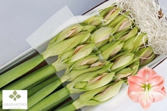 Hippeastrum Darling 65cm