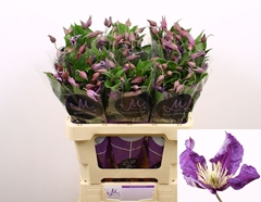 Clematis Amazing Sydney 60cm