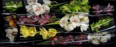 Cymbidium Mix 50cm
