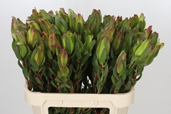 Leucadendron Laurel Yellow 80cm Spray