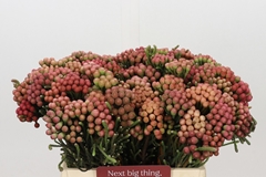Brunia Laevis Red 40cm