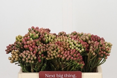 Brunia Laevis Red 35cm
