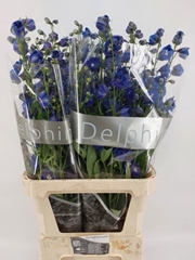 Delphinium Double Delphi's Blue Emerald 100cm