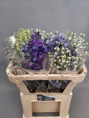 Delphinium Double Mix 70cm