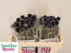 Echinops Blue Globe 50cm