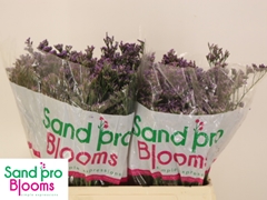 Limonium Shooting Star 60cm 25gr.