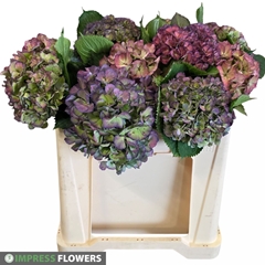 Hydrangea Elbtal Classic 50cm 14-16cm Hd